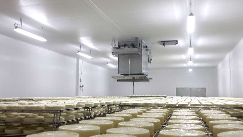 An ESJET-device hanging from the ceiling above a sea of ripening cheese wheels