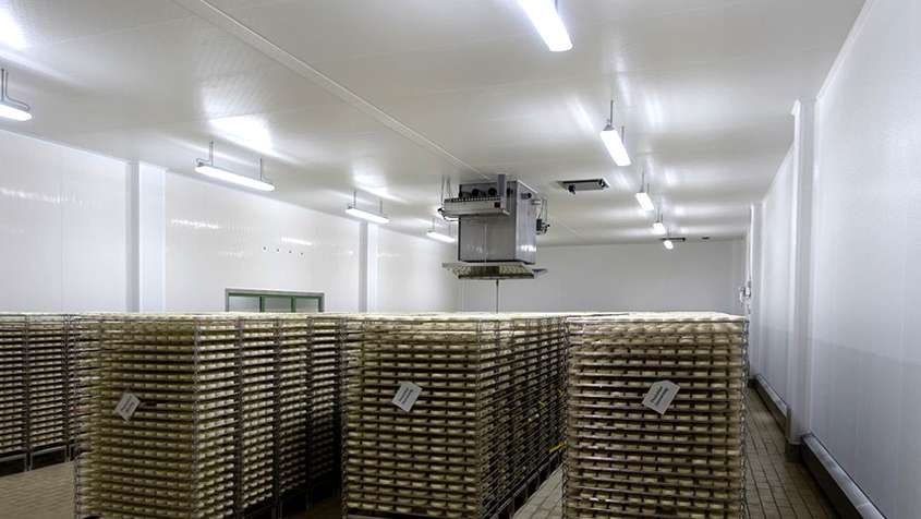 Shelves with maturing cheese below an ESJET-device on the ceiling
